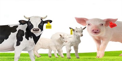 Cable Tie,nylon cable ties,cable ties suppliers,Chinese cable ties manufacturers,Chinese cable ties