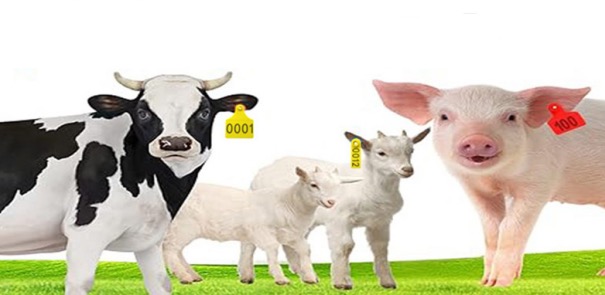 Ear Tag For Animals,Pig Ear Tag,Ear Tag For Cows,Ear Tag Animal For Cattle Farm,Ear Tags For Goats