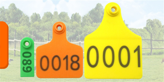 pig ear tags